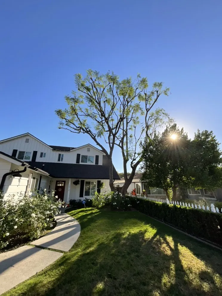 Professional outdoor landscaping for residential properties in Los Angeles, CA by Best In Cali Tree Services