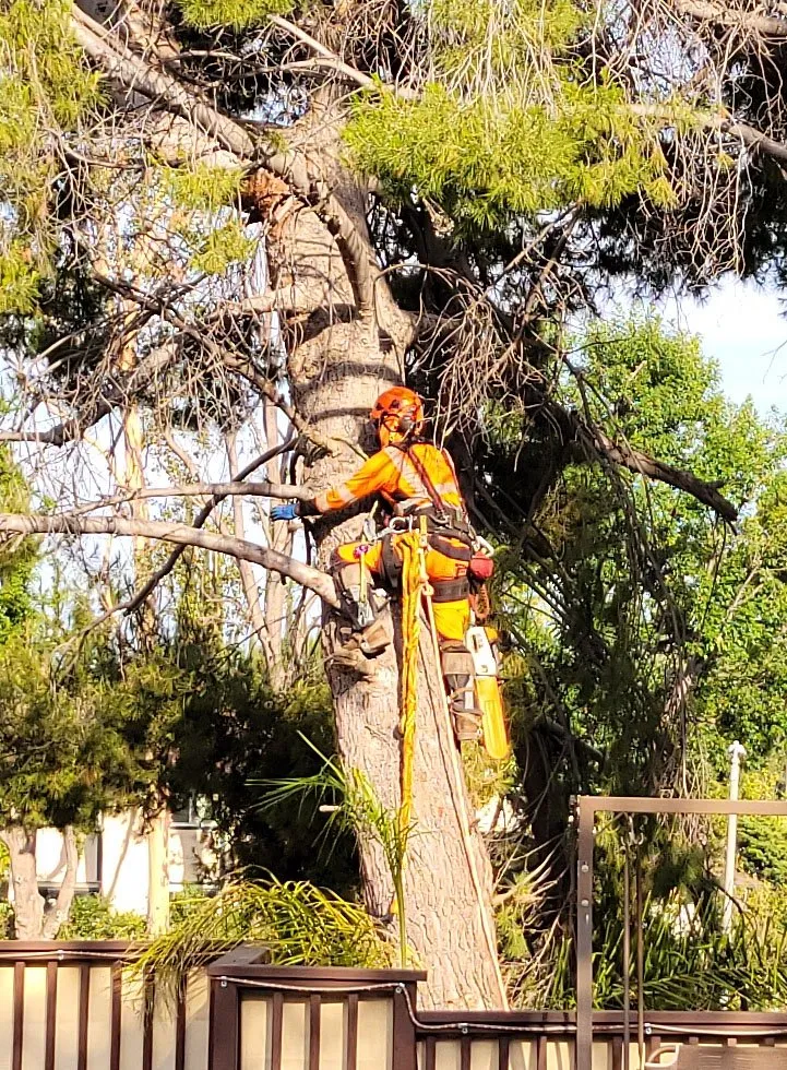 Trusted landscape installation for year-round maintenance in Los Angeles, CA by Best In Cali Tree Services