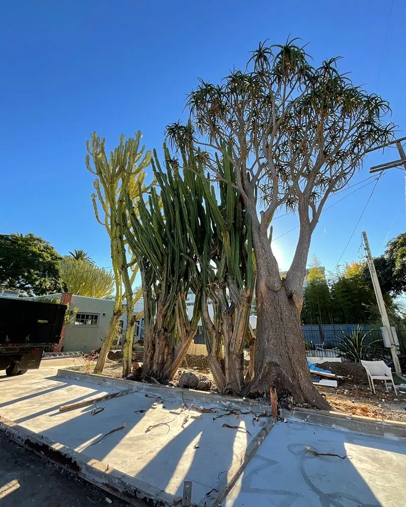 Affordable lawn care service for homes across Los Angeles, CA - Best In Cali Tree Services