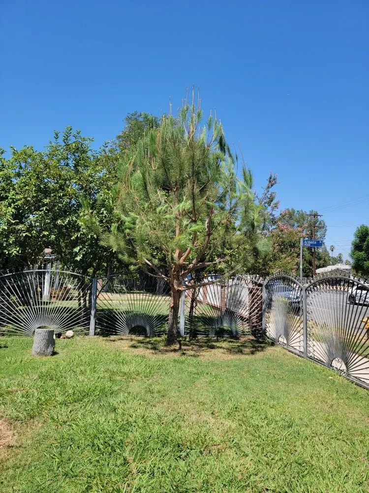 Top-rated lawn mowing service in Los Angeles, CA - Best In Cali Tree Services