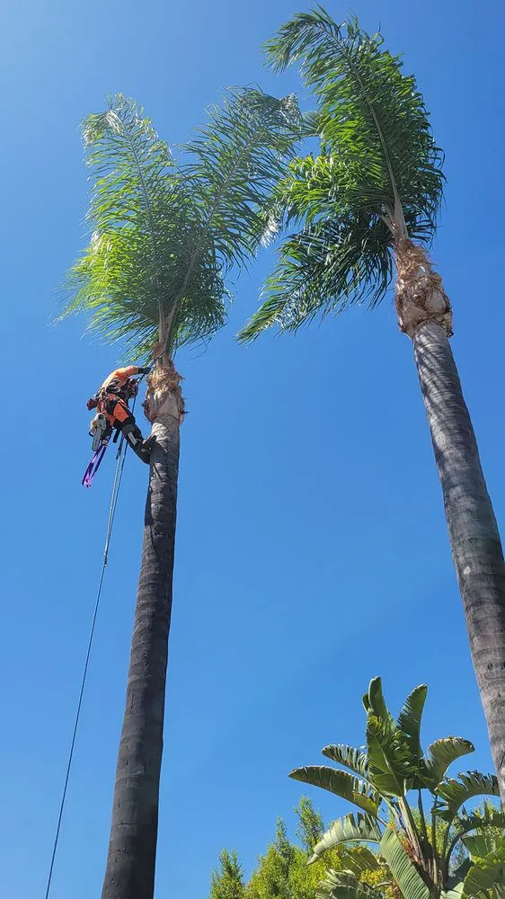 Reliable lawn care service in Los Angeles, CA - Best In Cali Tree Services