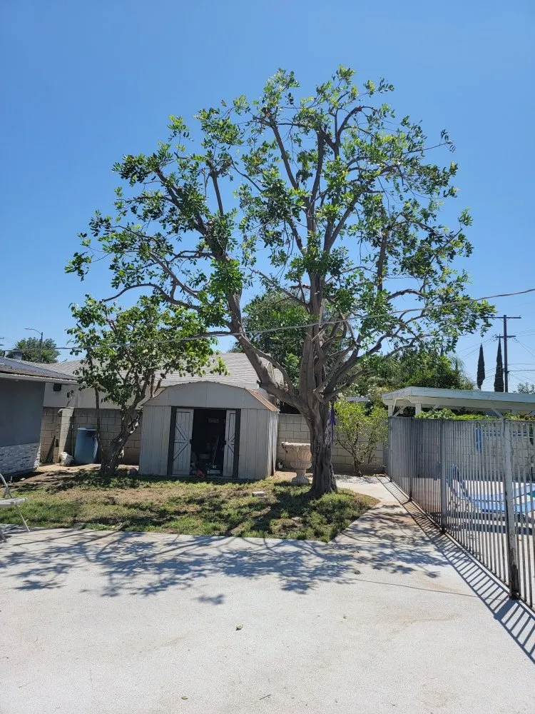 Local garden landscaping for outdoor upgrades in Los Angeles, CA by Best In Cali Tree Services