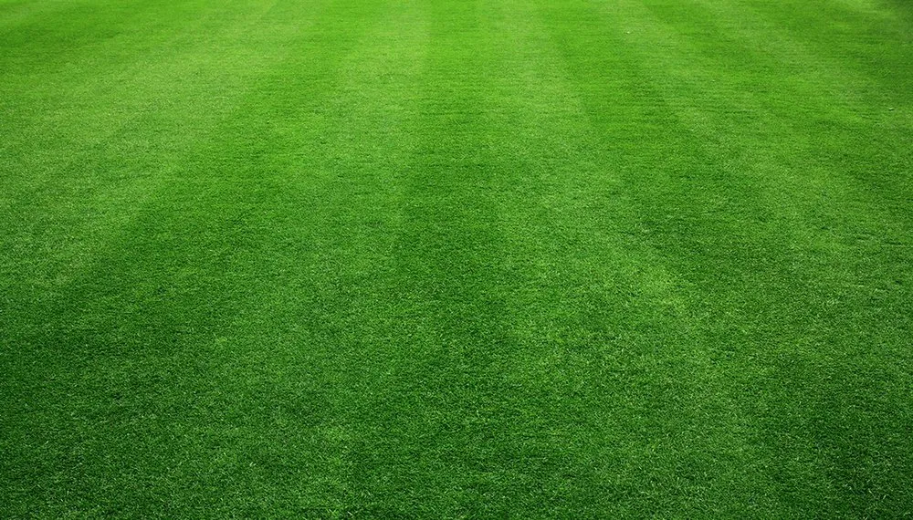 Top-rated lawn mowing service with custom design in Logan, UT by Best in the west Lawn Care and Pest Control