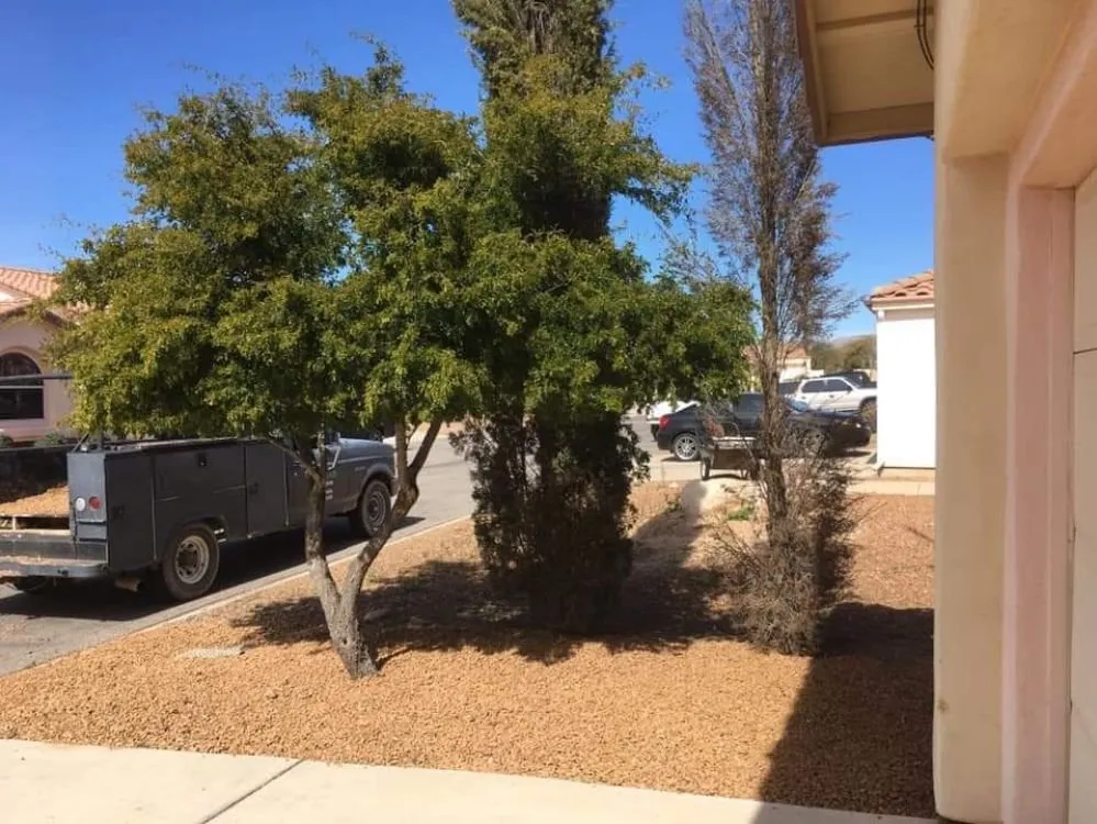 Custom landscaping services for year-round maintenance in Marana, AZ by Best in the west