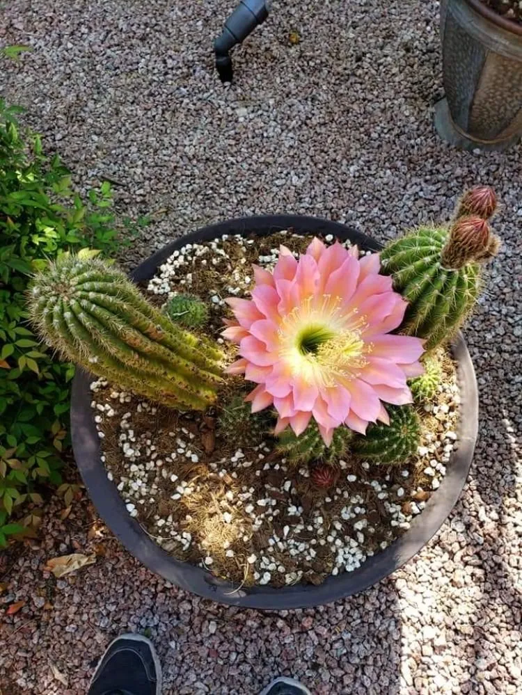 Professional yard cleanup service for outdoor upgrades in Marana, AZ by Best in the west