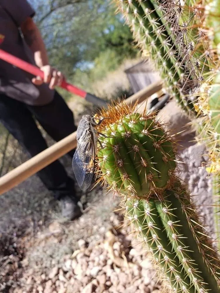 Reliable landscaping services with custom design in Marana, AZ by Best in the west