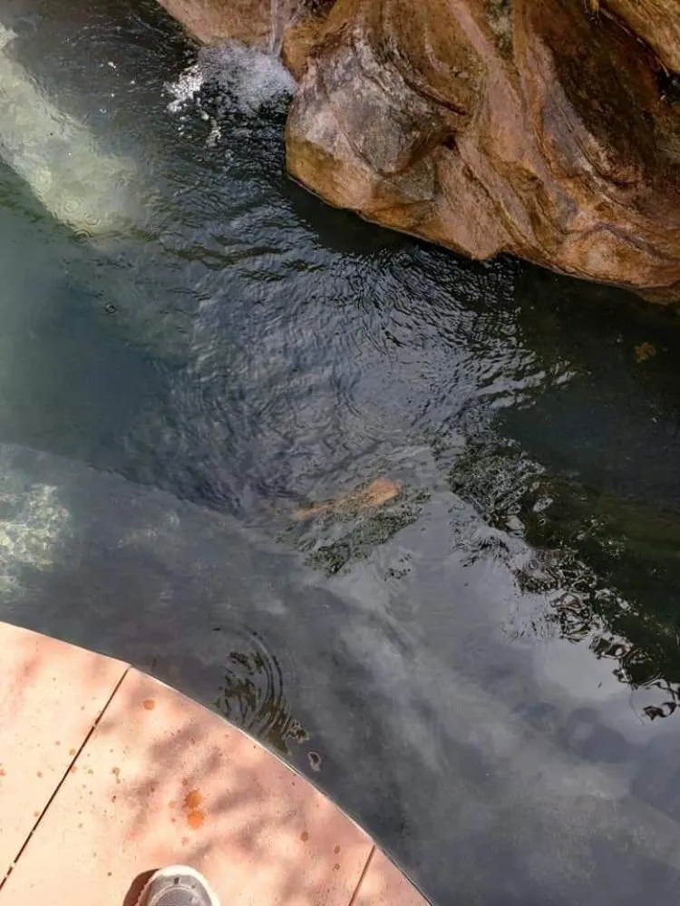 Expert yard maintenance experts serving Marana, AZ - Best in the west