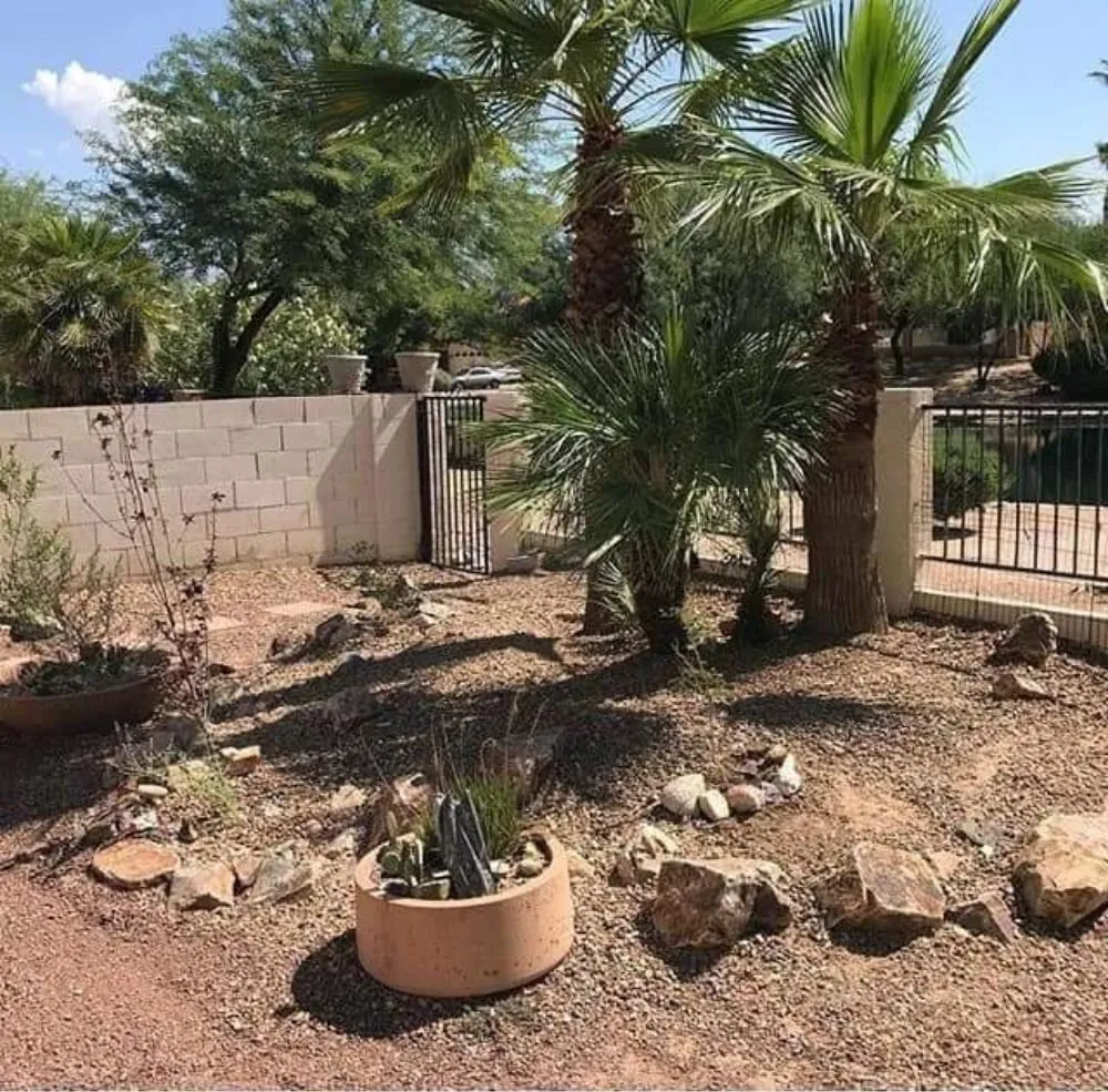 Expert yard cleanup service experts serving Marana, AZ - Best in the west