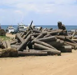 Expert yard maintenance in Tacoma, WA by Best Junk Removal Tacoma