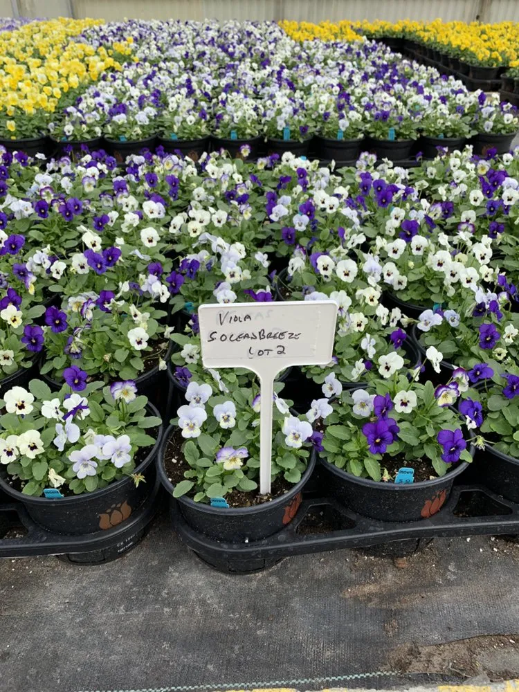 Top-rated lawn care service for outdoor upgrades across Savannah, GA - Best Landscape