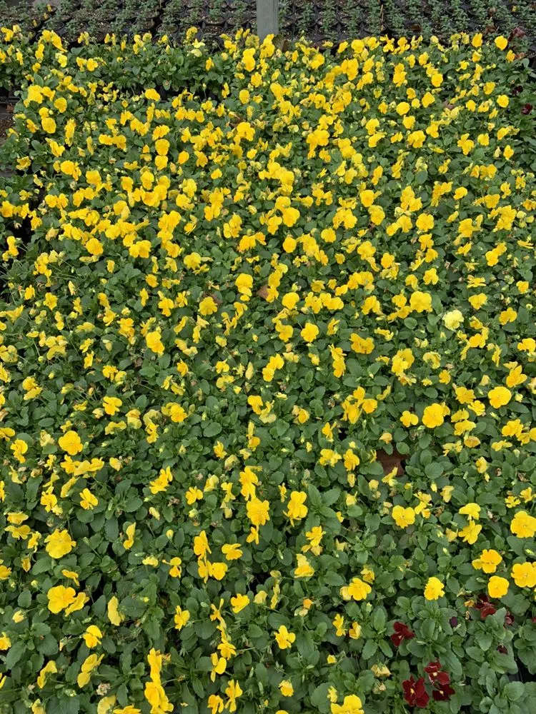 Local garden landscaping experts serving Savannah, GA - Best Landscape