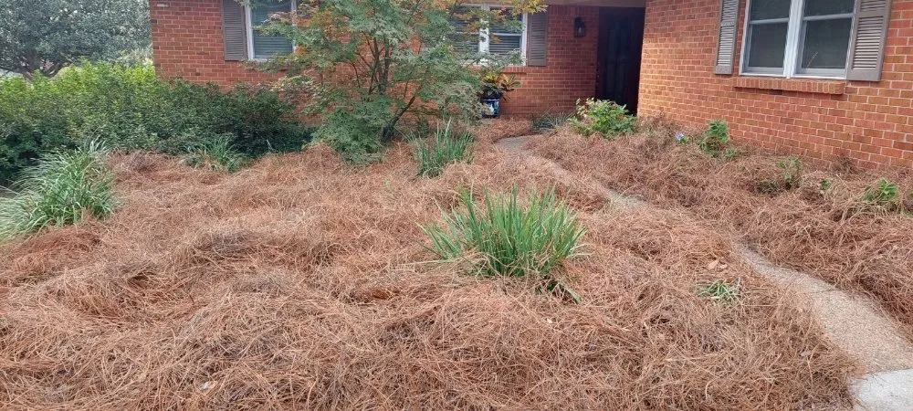 Top-rated outdoor landscaping for year-round maintenance across Mobile, AL - Best Lawn Care & Power Wash