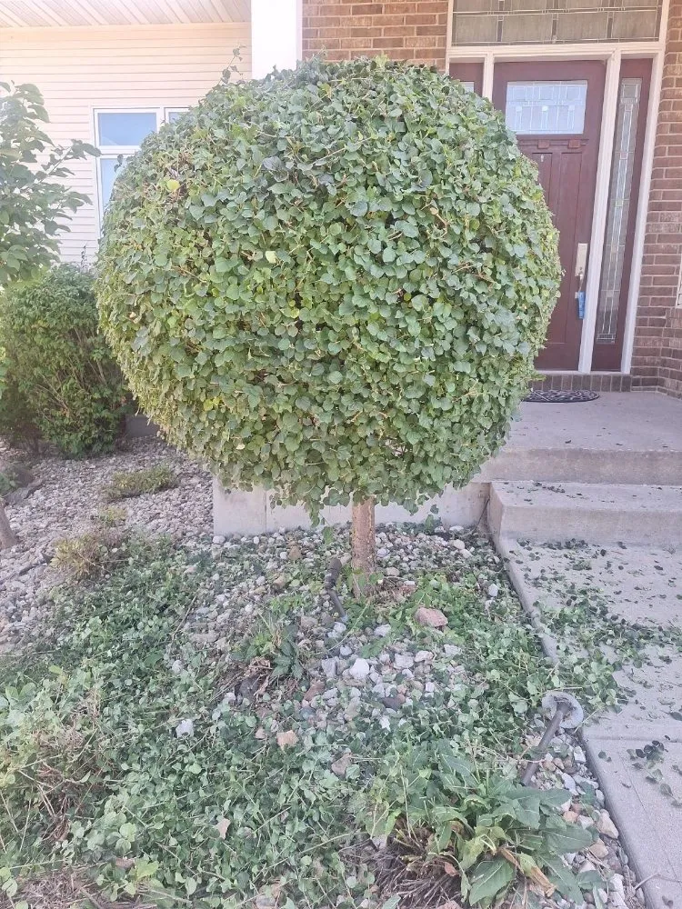 Expert lawn mowing service in Iowa City, IA - Best Lawn Care