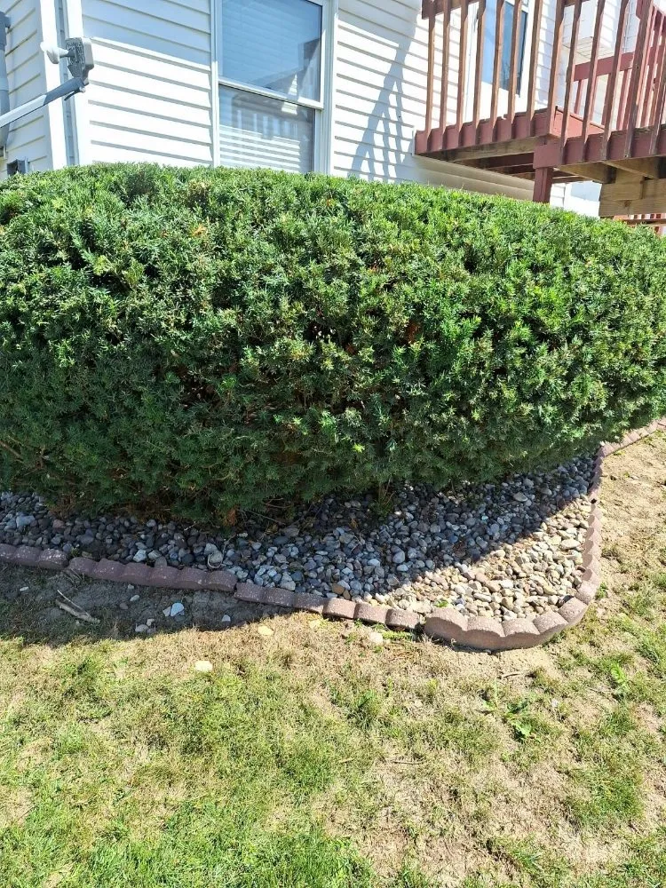 Custom yard cleanup service experts serving Iowa City, IA - Best Lawn Care