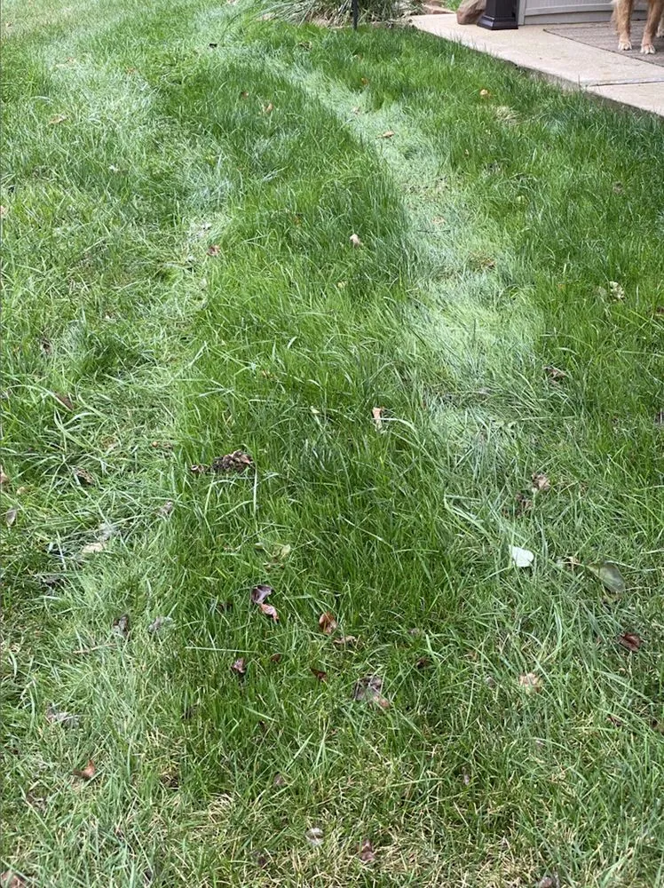 Expert garden landscaping for homes across Wentzville, MO - Best Lawn Care