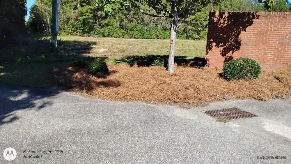 Expert yard maintenance in Florence, SC - Best Lawn Service & Pressure Washing