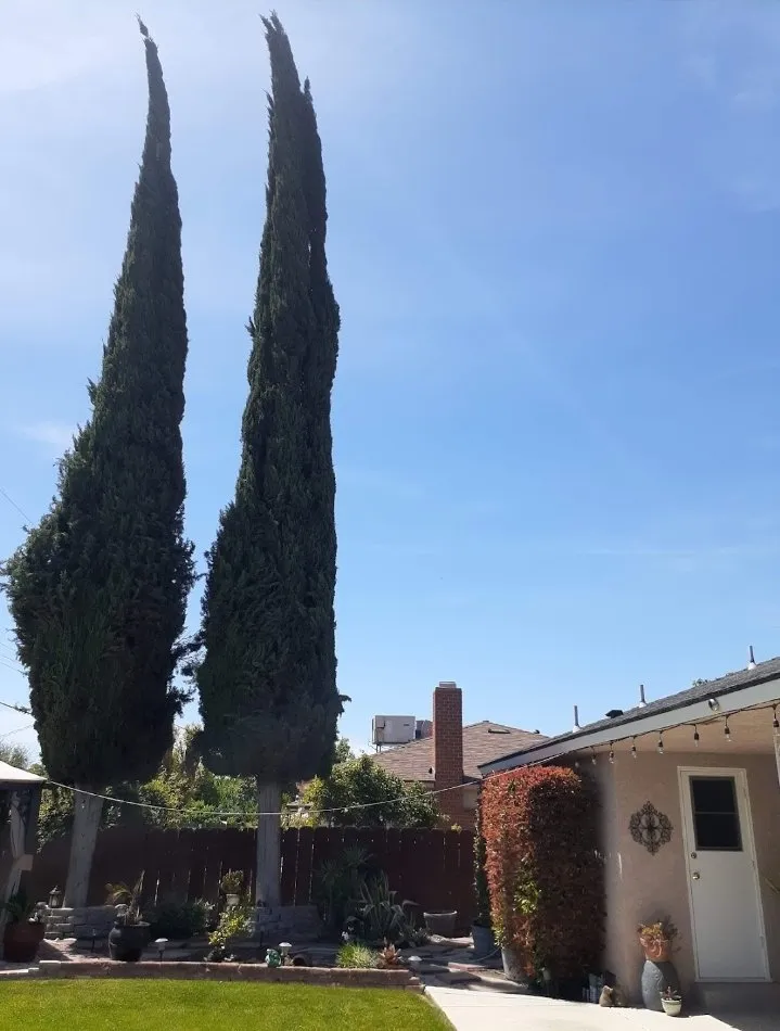 Professional yard cleanup service near you across Bakersfield, CA - Best lawns