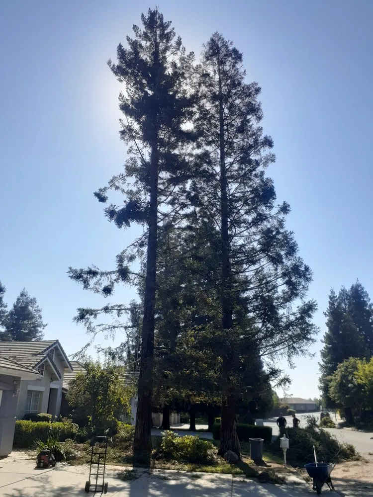 Trusted outdoor landscaping in Bakersfield, CA by Best lawns