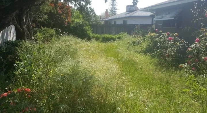 Professional yard cleanup service experts serving Bakersfield, CA - Best lawns