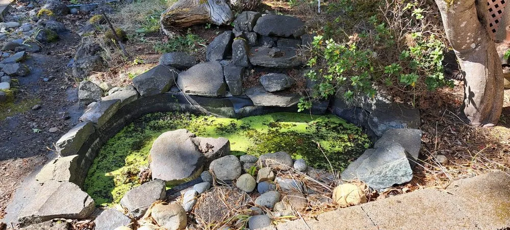 Reliable lawn care service in Lakewood, WA - Best Northwestern Landscape