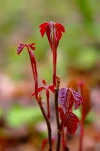 Reliable landscape installation experts serving Huntington Station, NY - Best Poison Ivy Bamboo Removal