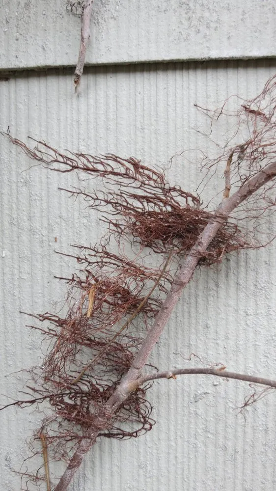 Trusted landscape design in Huntington Station, NY - Best Poison Ivy Bamboo Removal