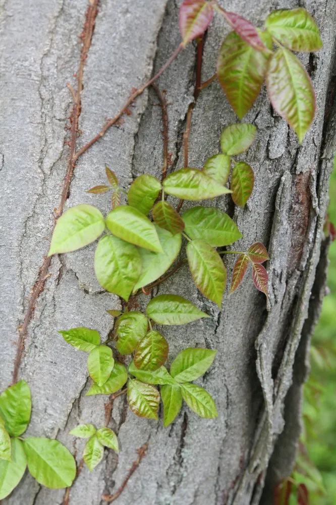 Professional landscaping services experts serving Huntington Station, NY - Best Poison Ivy Bamboo Removal