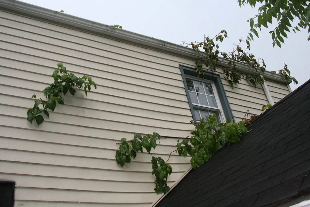 Affordable garden landscaping near you across Huntington Station, NY - Best Poison Ivy Bamboo Removal