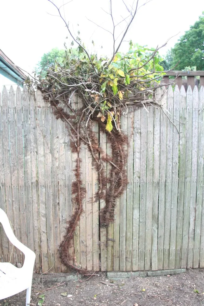 Custom lawn care service in Huntington Station, NY by Best Poison Ivy Bamboo Removal