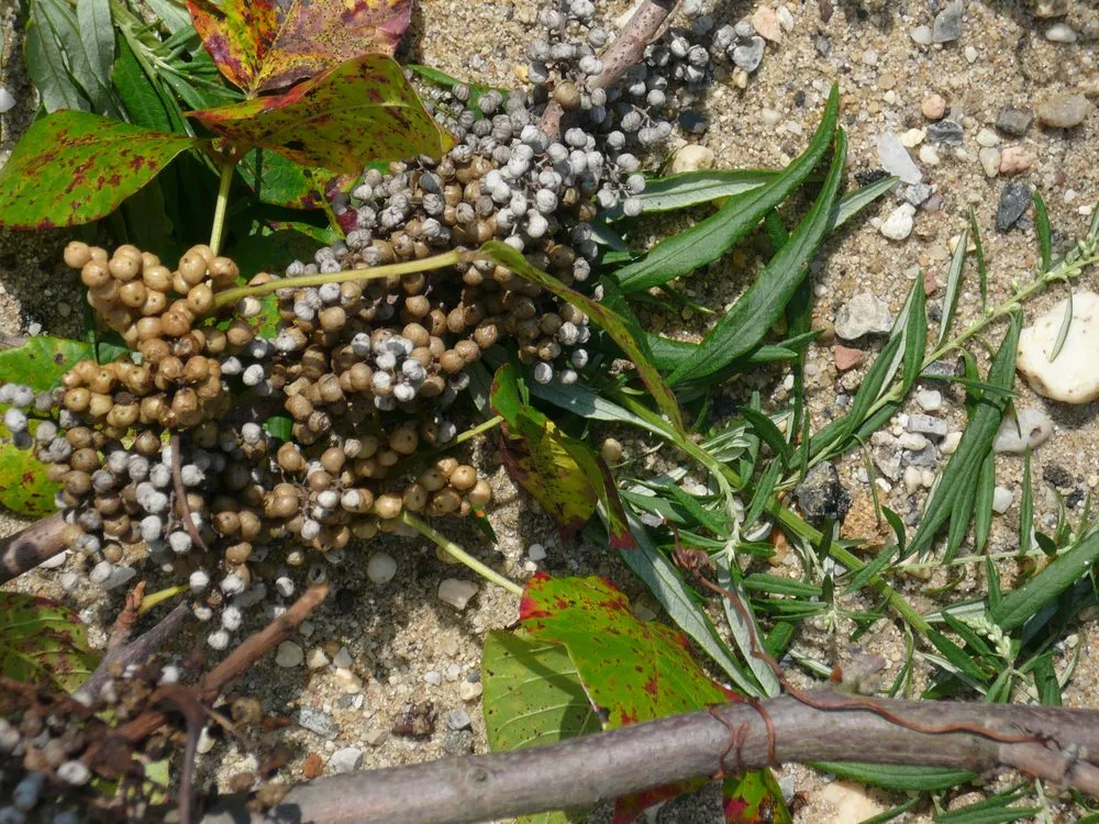 Top-rated residential landscaping for residential properties across Huntington Station, NY - Best Poison Ivy Bamboo Removal