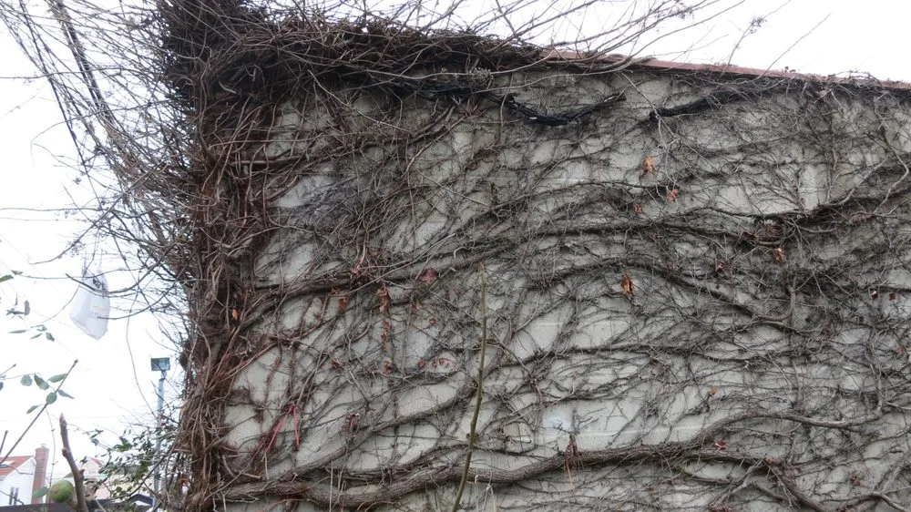 Trusted garden landscaping for homes in Huntington Station, NY by Best Poison Ivy Bamboo Removal