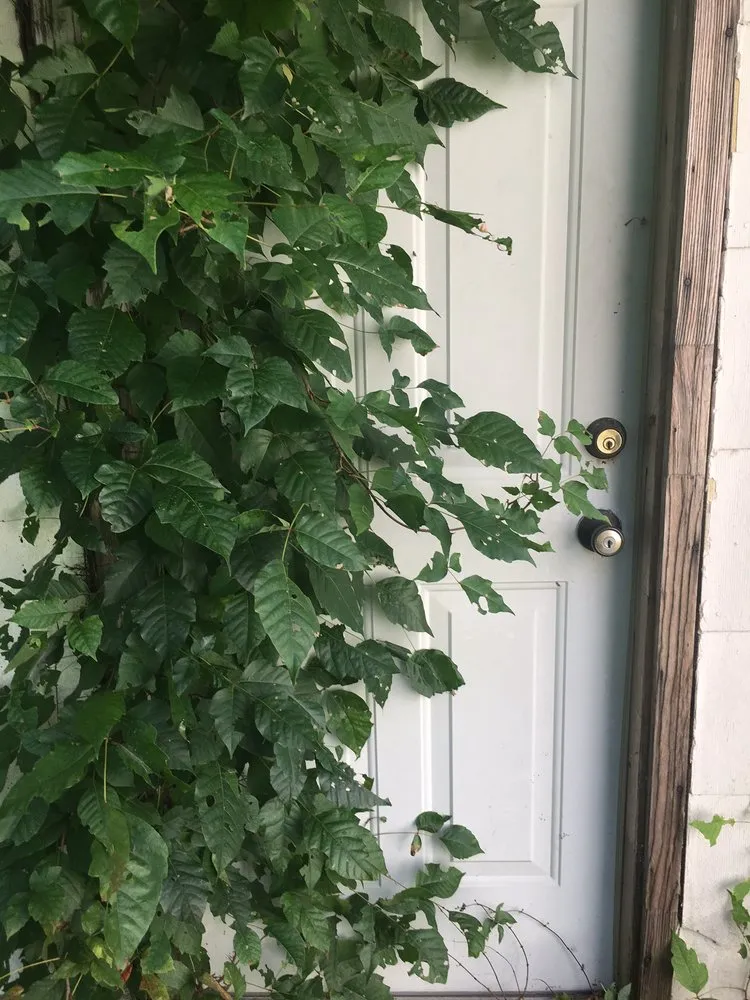 Affordable landscape installation for homes in Huntington Station, NY by Best Poison Ivy Bamboo Removal