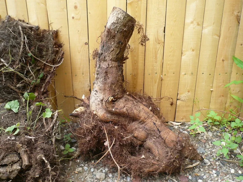 Local residential landscaping experts serving Huntington Station, NY - Best Poison Ivy Bamboo Removal