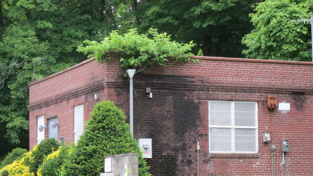 Professional landscape installation for year-round maintenance across Huntington Station, NY - Best Poison Ivy Bamboo Removal