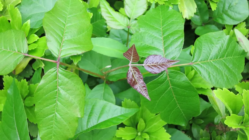 Local outdoor landscaping in Huntington Station, NY by Best Poison Ivy Bamboo Removal