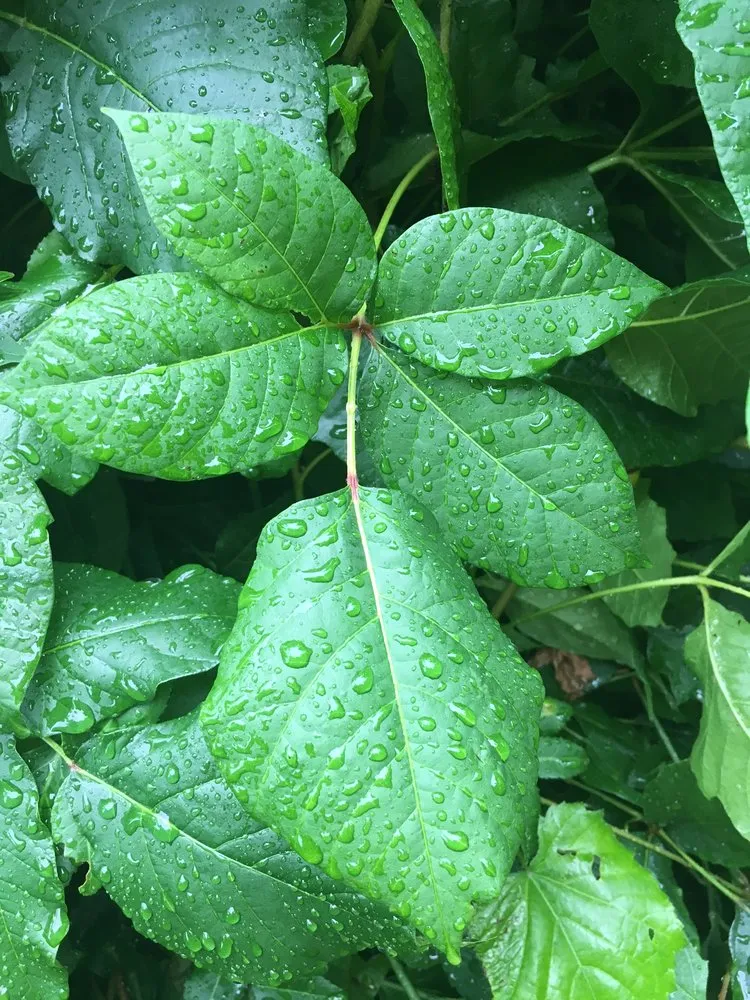 Expert outdoor landscaping for homes across Huntington Station, NY - Best Poison Ivy Bamboo Removal
