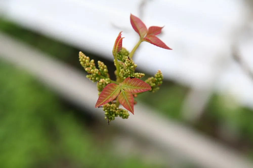 Top-rated landscape design in Huntington Station, NY by Best Poison Ivy Bamboo Removal