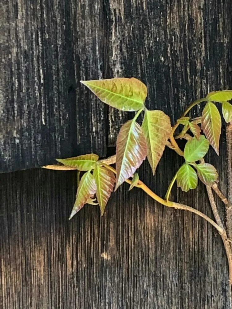 Professional lawn mowing service for residential properties in Huntington Station, NY by Best Poison Ivy Bamboo Removal