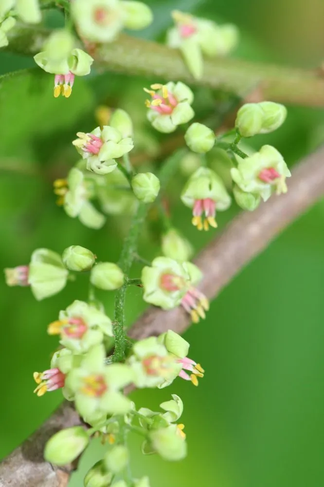 Reliable outdoor landscaping experts serving Huntington Station, NY - Best Poison Ivy Bamboo Removal