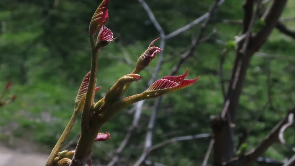 Affordable outdoor landscaping for outdoor upgrades across Huntington Station, NY - Best Poison Ivy Bamboo Removal