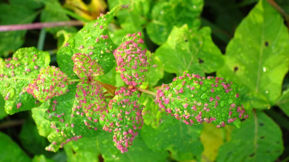 Top-rated yard cleanup service in Huntington Station, NY by Best Poison Ivy Bamboo Removal