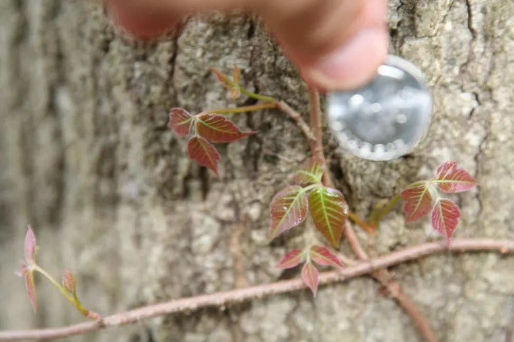 Affordable landscaping services in Huntington Station, NY - Best Poison Ivy Bamboo Removal