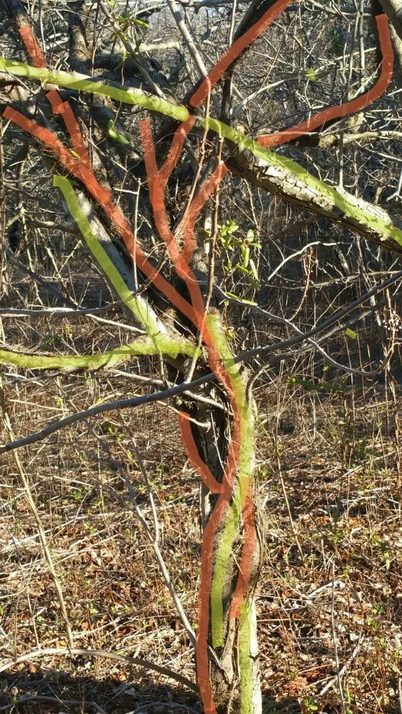 Custom outdoor landscaping for beautiful yards across Huntington Station, NY - Best Poison Ivy Bamboo Removal