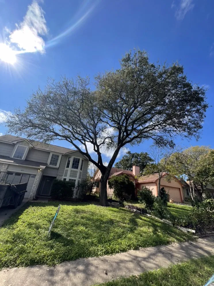 Professional yard maintenance for homes across Austin, TX - Best Quality Tree And Lawn Services