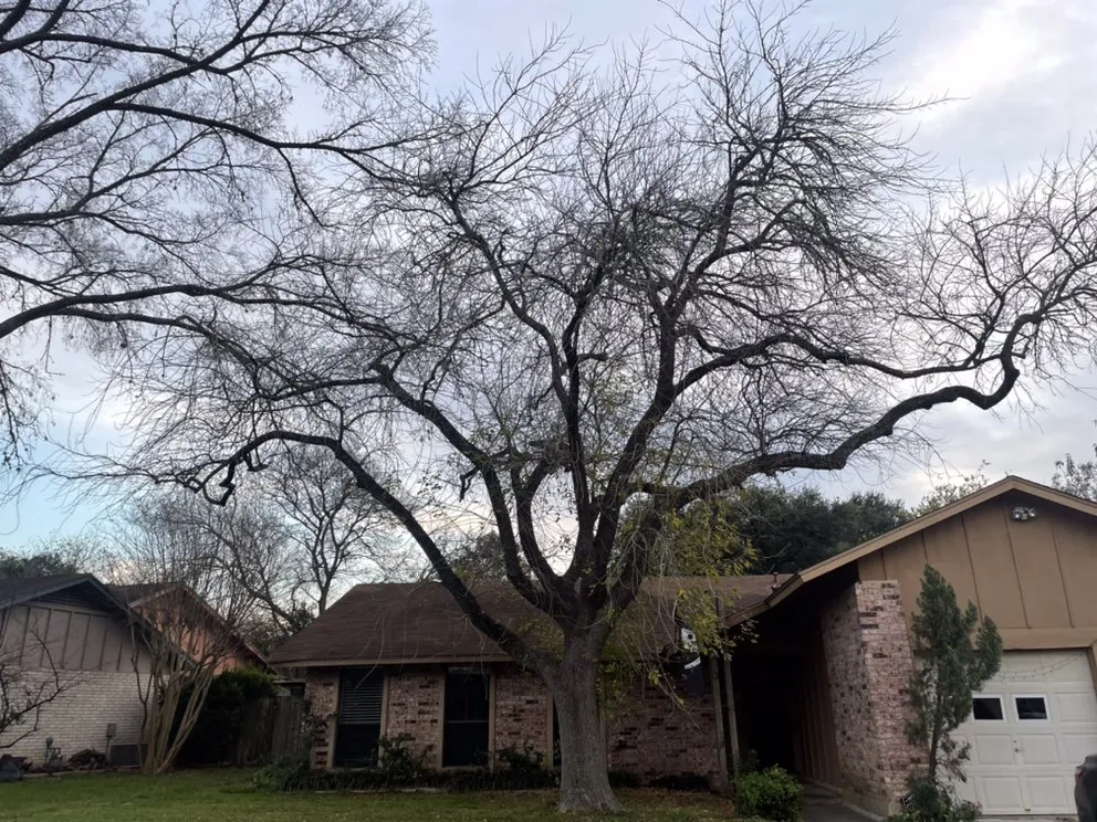 Reliable garden landscaping for beautiful yards across Austin, TX - Best Quality Tree And Lawn Services