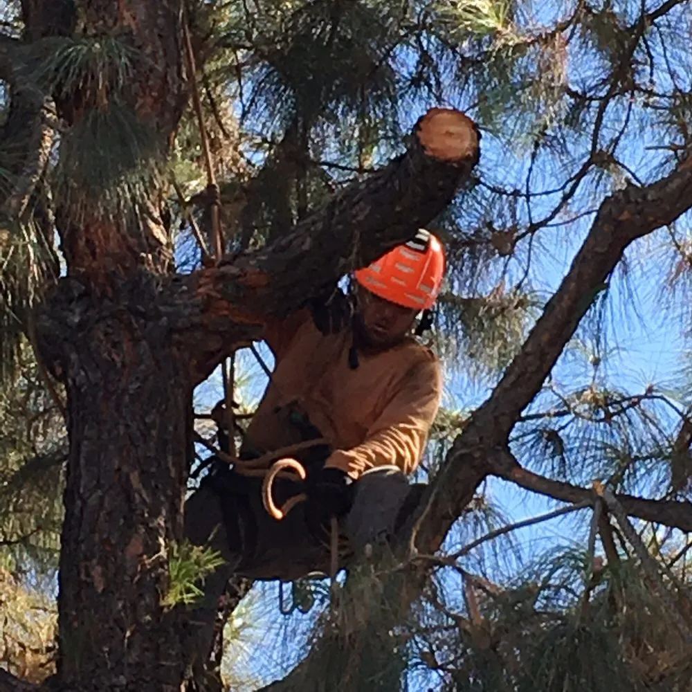Trusted landscape installation experts serving Glendora, CA - Best Tree service