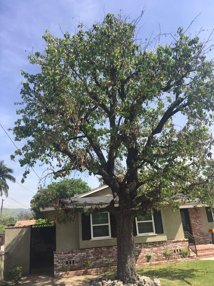 Local landscaping services experts serving Glendora, CA - Best Tree service
