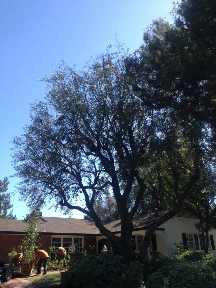 Local landscape design for outdoor upgrades in Glendora, CA by Best Tree service