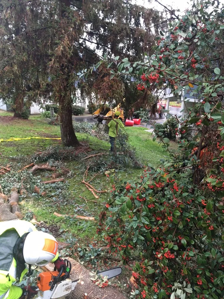 Expert outdoor landscaping in Glendora, CA by Best Tree service