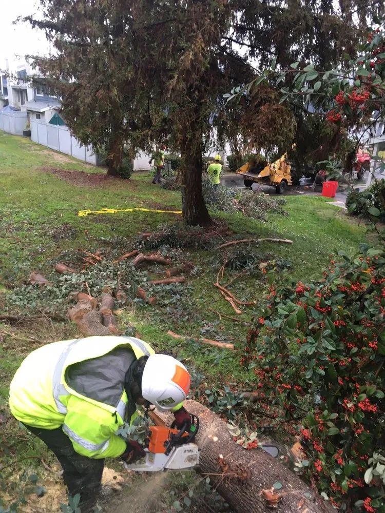 Trusted lawn mowing service in Glendora, CA - Best Tree service